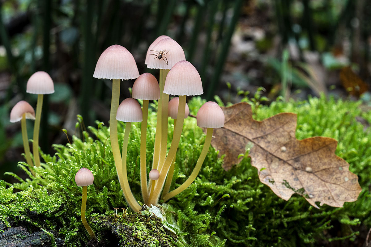 Mycena ?